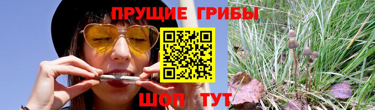 Галлюциногенные грибы Cubensis  Вход с VPN  Сосновоборск 