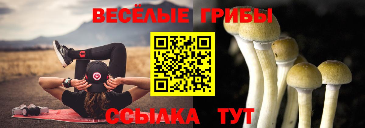 Псилоцибиновые грибы Psilocybe Сосновоборск